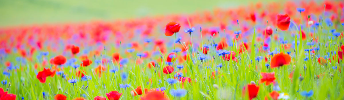 Freundliche Wildblumenwiese mit Mohnblüten